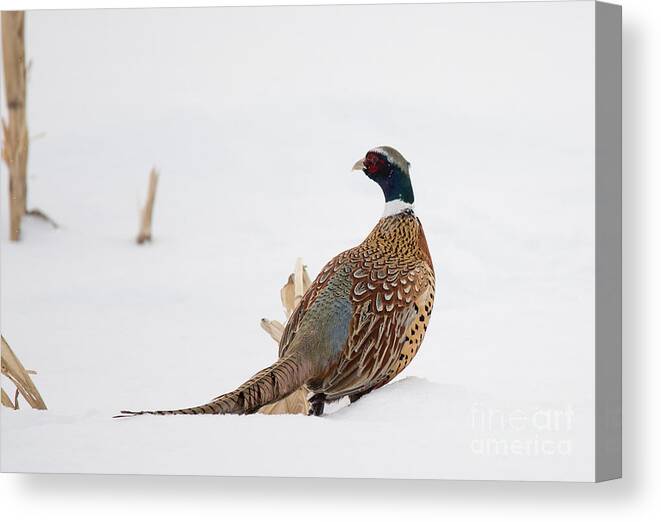 Ornithology Canvas Print featuring the photograph Ring-Necked Pheasant by Cheryl Baxter