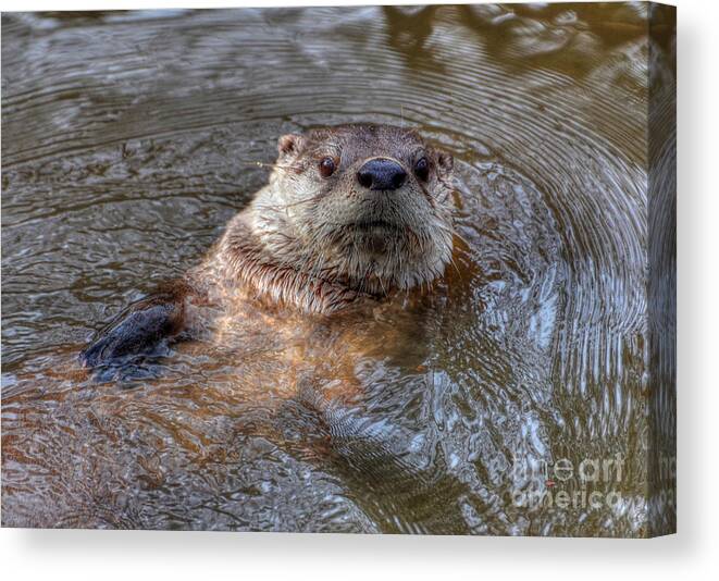 Otter Canvas Print featuring the photograph River Otter by Kathy Baccari