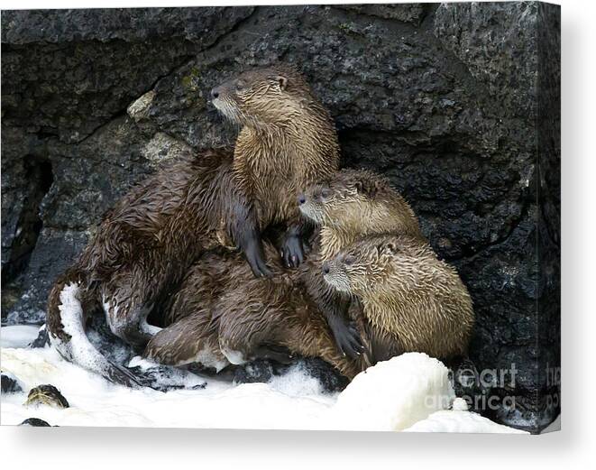 Otter Canvas Print featuring the photograph River Otter Trio  #0931 by J L Woody Wooden