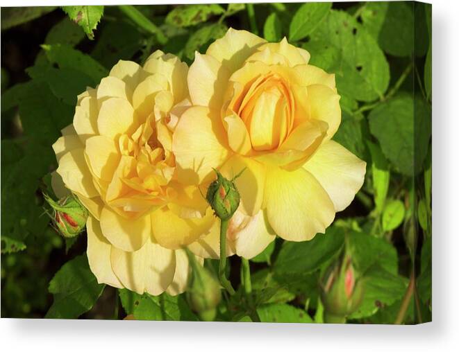 Rosa Canvas Print featuring the photograph Rosa 'pegasus' by Adrian Thomas