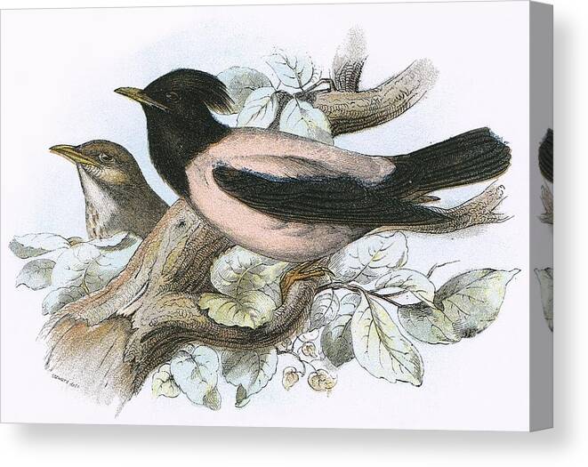 British Birds Canvas Print featuring the photograph Rose Coloured Starling by English School