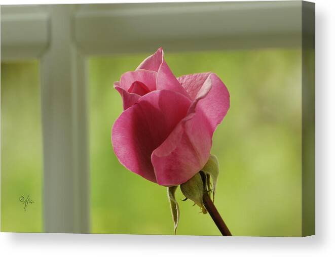 Window Canvas Print featuring the photograph Rose Complimentary by Arthur Fix