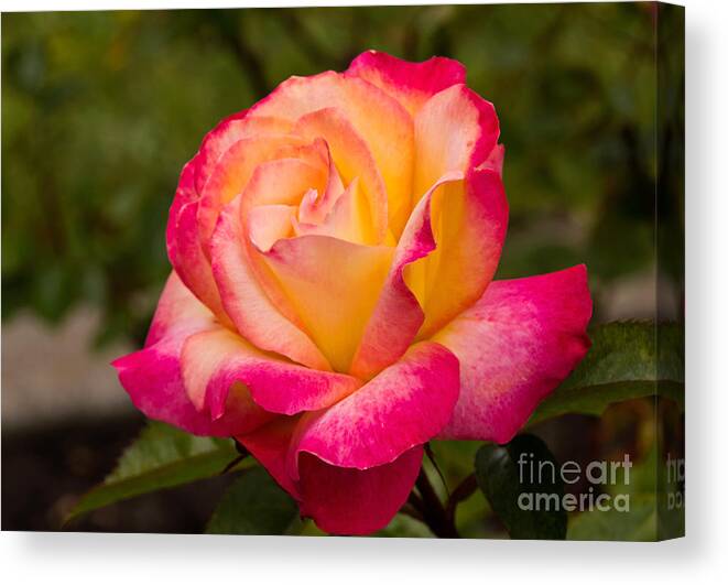 Flower Canvas Print featuring the photograph Rose Rainbow Sorbet by Kate Brown