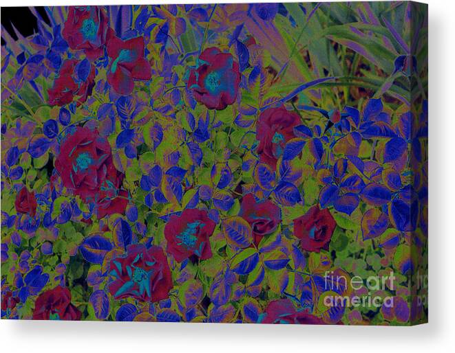 Roses Canvas Print featuring the photograph Roses by jrr by First Star Art