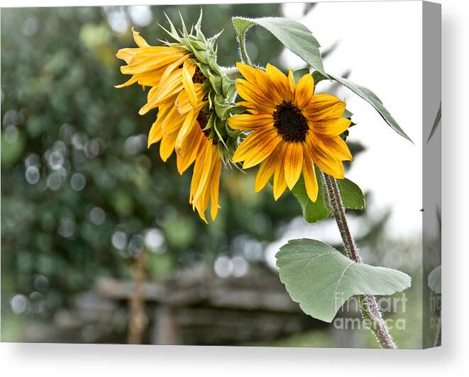  Canvas Print featuring the photograph Rustic Sunflowers by Cheryl Baxter