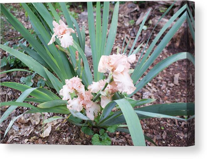 Garden Canvas Print featuring the photograph Salmon Iris by Bill TALICH