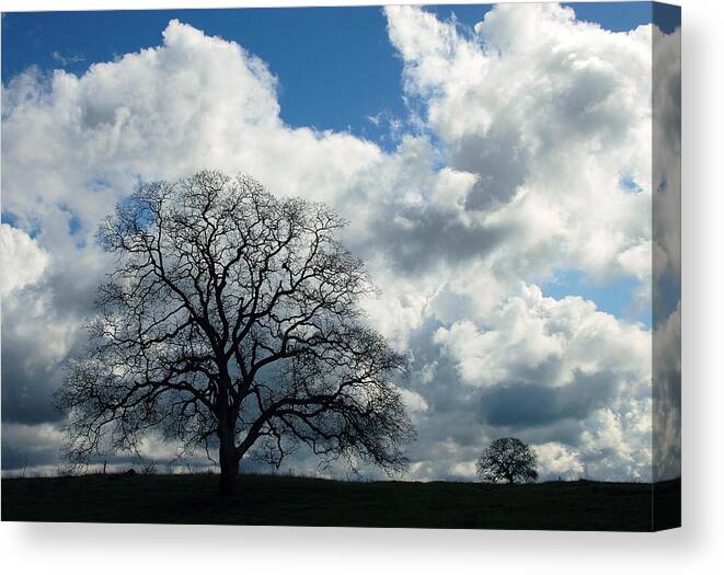 Tree Canvas Print featuring the photograph Same Tree Many Skies 13 by Robert Woodward