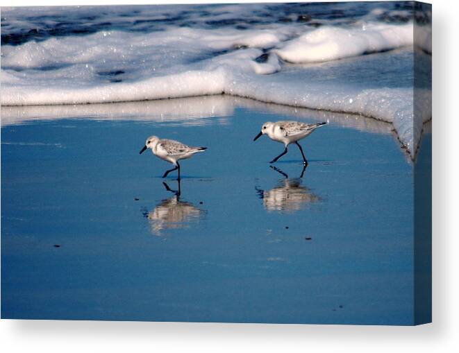Sandpiper Canvas Print featuring the photograph Sanderling 002 by Larry Ward