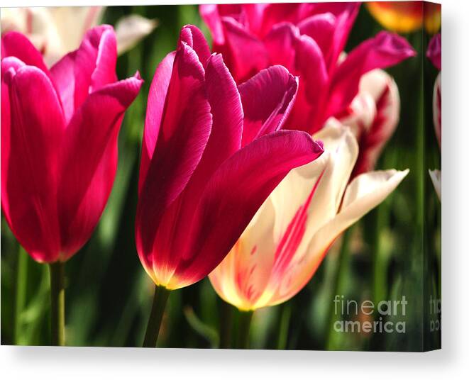 Nature Canvas Print featuring the photograph Satin Tulips by Olivia Hardwicke