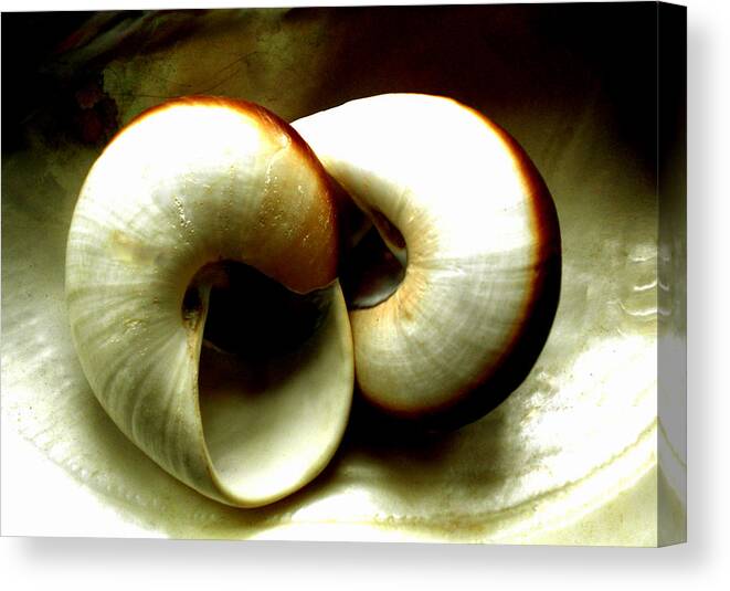 Colette Canvas Print featuring the photograph Sea Shells Meeting by Colette V Hera Guggenheim