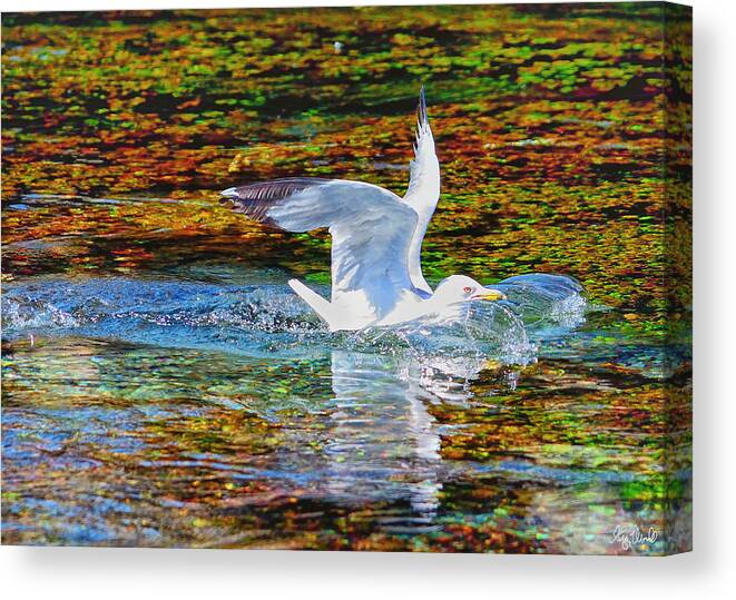 Seagull Canvas Print featuring the photograph Seagull Splashdown by Greg Norrell