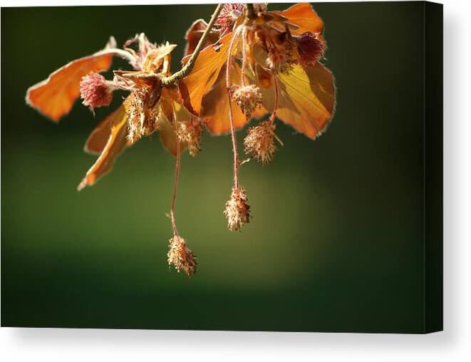 Spring Canvas Print featuring the photograph Seed from the beech by Jolly Van der Velden