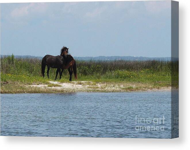 Shackleford Banks Canvas Print featuring the photograph Shackleford Ponies 3 by Cathy Lindsey