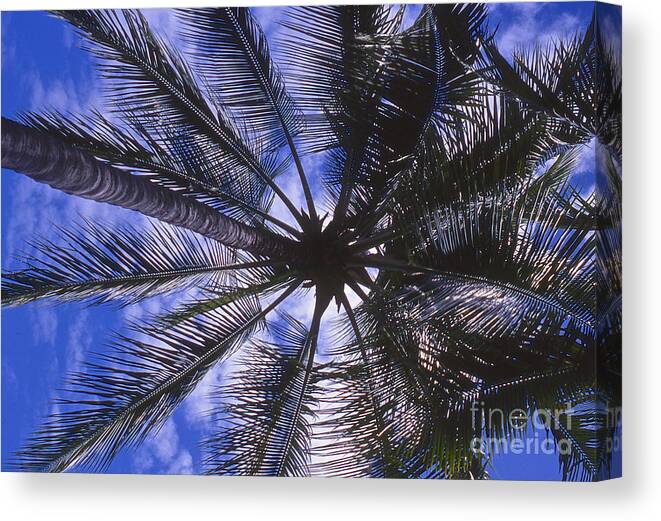 Shade Canvas Print featuring the photograph Shade by William Norton