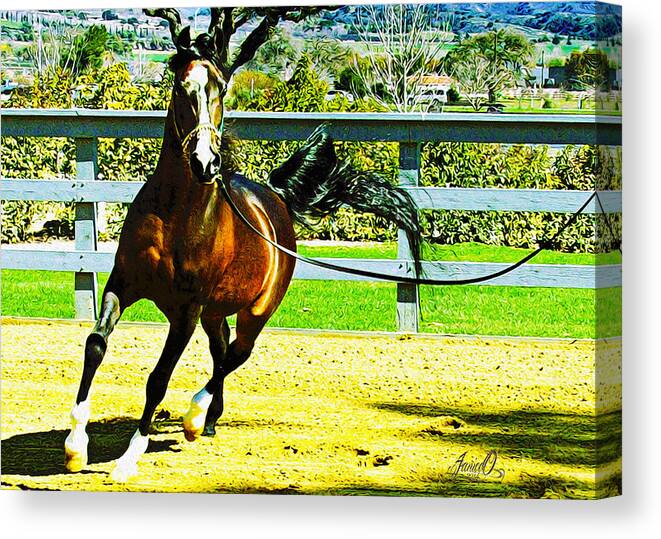 Arabian Horse Canvas Print featuring the digital art Shai by Janice OConnor