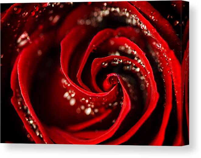 Red Canvas Print featuring the photograph She Sparkles and Shines by Sandra Parlow