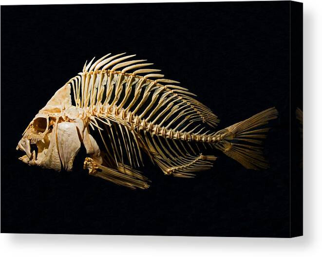 Animal Canvas Print featuring the photograph Sheepshead Fish Skeleton by Millard H. Sharp
