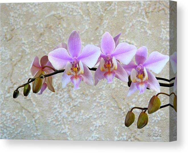 Flower Canvas Print featuring the photograph Shilleriana by Pete Trenholm