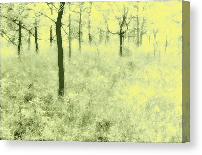 Trees Canvas Print featuring the photograph Shimmering Spring Day by John Hansen