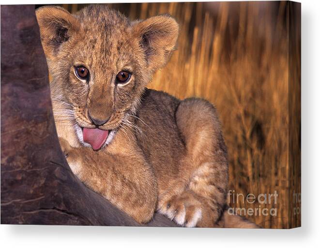 African Lion Canvas Print featuring the photograph Shy African Lion Cub Wildlife Rescue by Dave Welling