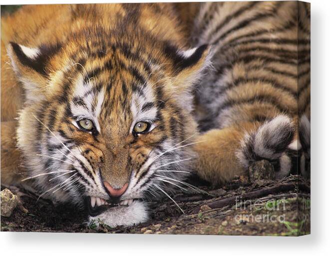 Siberian Tiger Canvas Print featuring the photograph Siberian Tiger Cub Panthera Tigris Altaicia Wildlife Rescue by Dave Welling