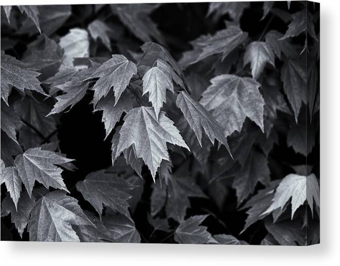 Maple Leaves Canvas Print featuring the photograph Silver Maple by Dan Hefle