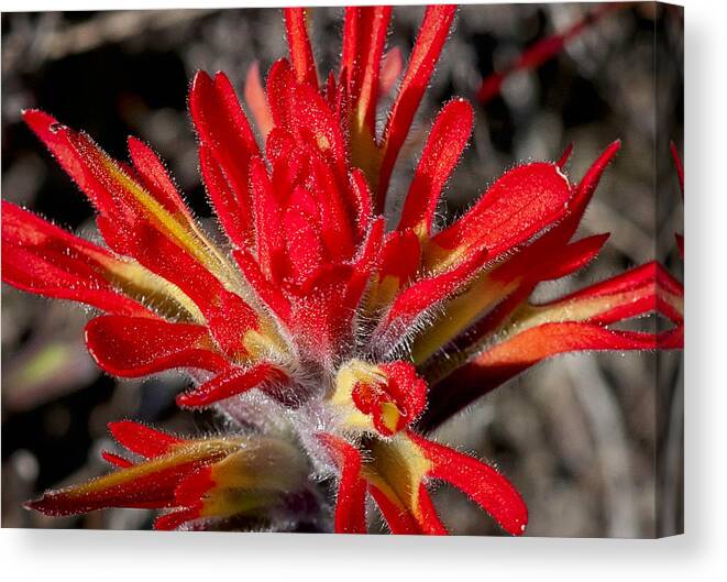 Paintbrush Canvas Print featuring the photograph Simply Red by Betty Depee