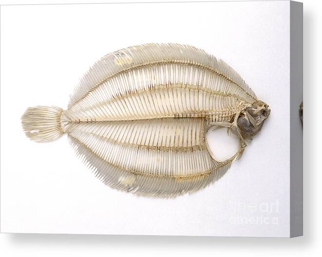 Anatomy Canvas Print featuring the photograph Skeleton Of Lemon Sole Fish by Colin Keates / Dorling Kindersley / Natural History Museum, London