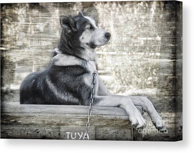 Dog Canvas Print featuring the photograph TUYA - Sled Dog of Denali by Dyle  Warren
