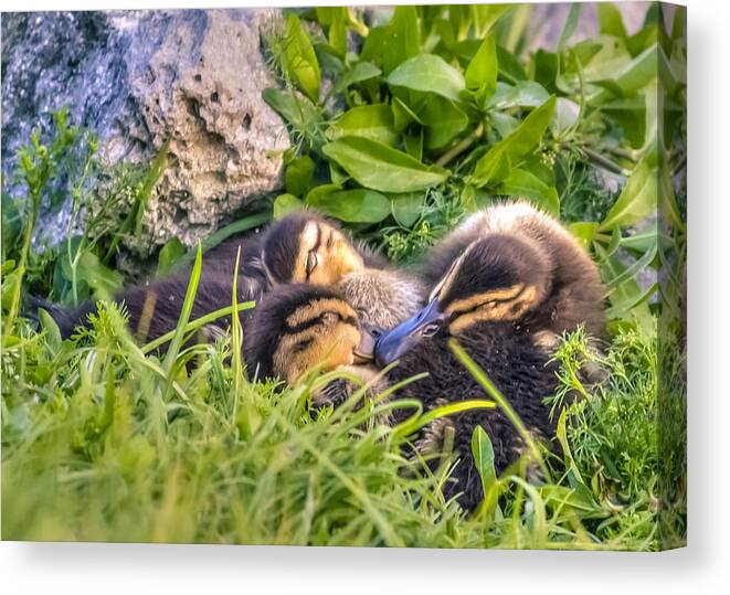Adorable Canvas Print featuring the photograph Sleepy Ducklings by Rob Sellers