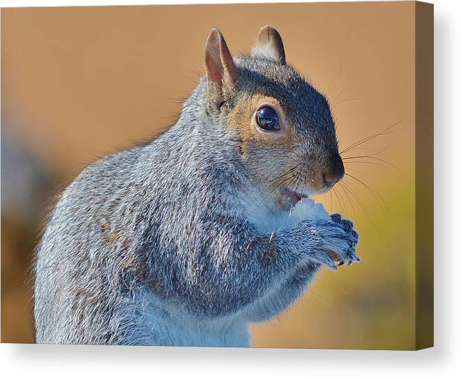 Animals Canvas Print featuring the photograph Snack Time by Thomas MacPherson Jr
