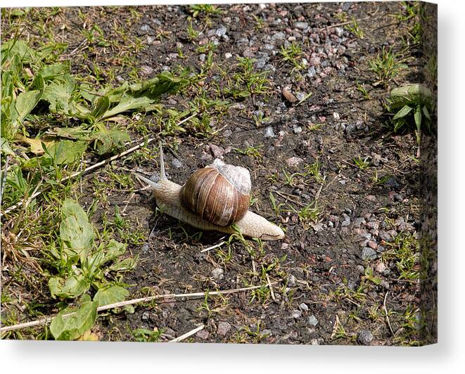 Snail Canvas Print featuring the photograph Snail by Leif Sohlman