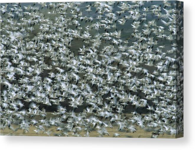 Feb0514 Canvas Print featuring the photograph Snow Geese Flying Bosque Del Apache by Tom Vezo