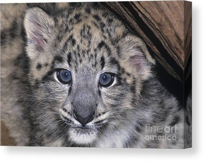 Asia Canvas Print featuring the photograph Snow Leopard Cub ENDANGERED by Dave Welling