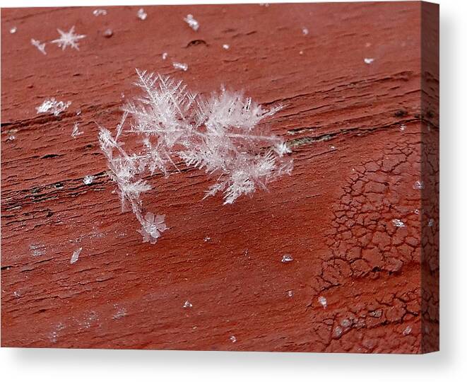 Snowflake Canvas Print featuring the photograph Snowflake Cluster by Kathleen Luther