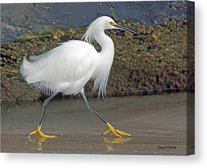 Snowy Egret Canvas Print featuring the photograph Snowy Egret Strutting by Stephen Johnson
