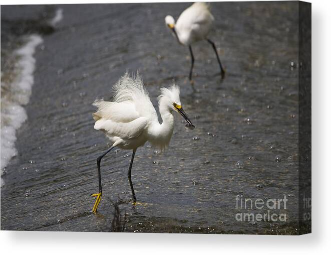 Snowy Egret Canvas Print featuring the photograph Snowy Egret with Fish No.2 by John Greco