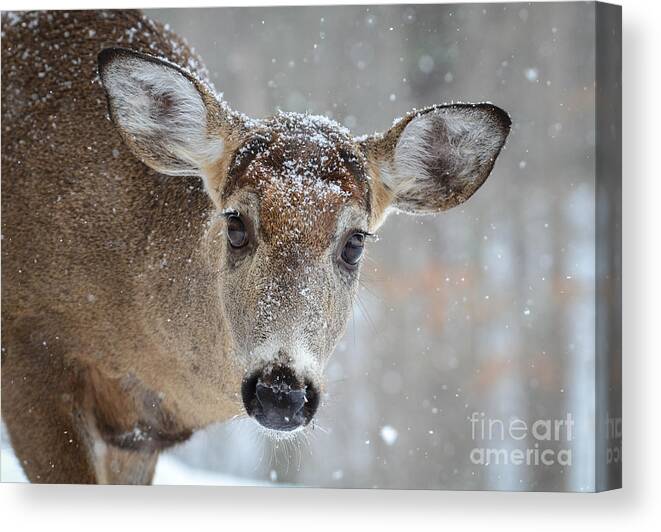Deer Canvas Print featuring the photograph Snowy Lashes by Amy Porter