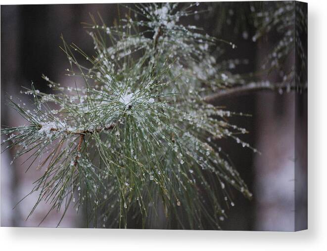 Snow Canvas Print featuring the photograph Snowy Pines - 2 by Victoria Feazell