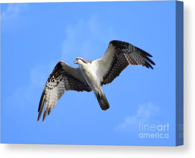 Osprey Canvas Print featuring the photograph Soaring Osprey by Kathy Baccari