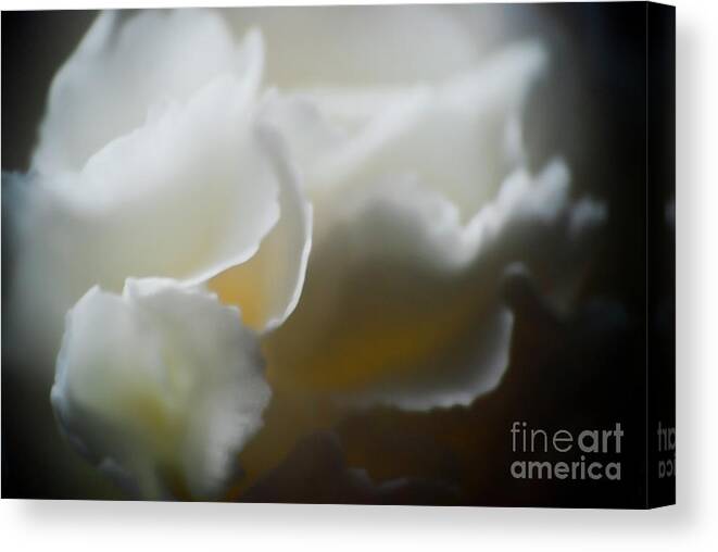 Flower Canvas Print featuring the photograph Soft and Delicate by Ron Roberts