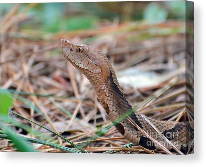 Snake Canvas Print featuring the photograph Southern Copperhead by Kathy Baccari