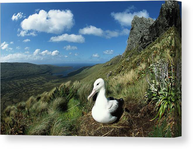 00142934 Canvas Print featuring the photograph Southern Royal Albatross by Tui De Roy