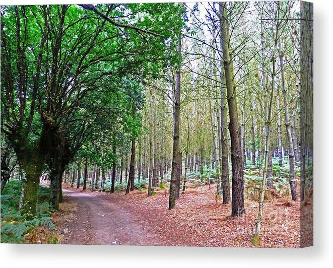 Trees Canvas Print featuring the photograph Spanish Serenity by Marguerita Tan