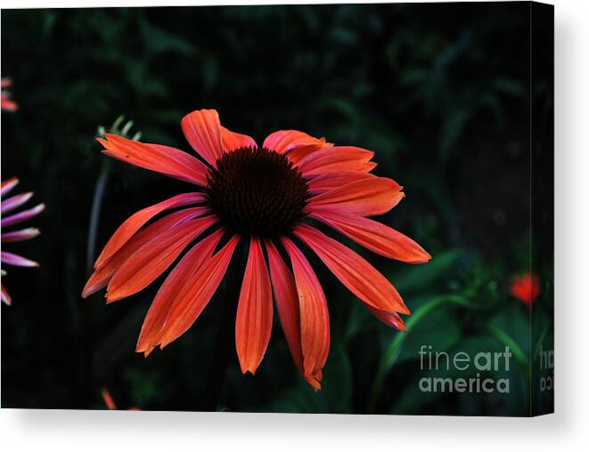 Echinacea Canvas Print featuring the photograph Spicy by Judy Wolinsky