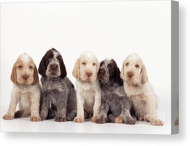 Dog Canvas Print featuring the photograph Spinone Puppy Dogs by John Daniels