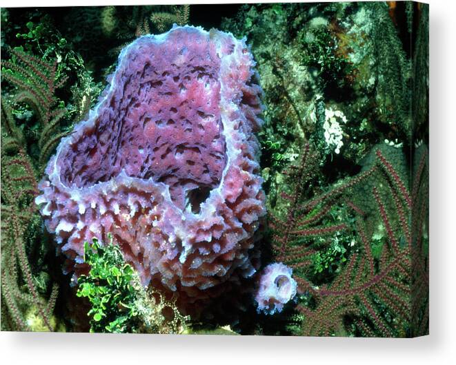 Sponge Canvas Print featuring the photograph Sponge by Rudiger Lehnen/science Photo Library