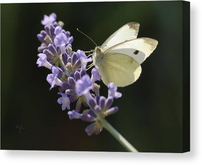 Insect Canvas Print featuring the photograph Spot by Arthur Fix