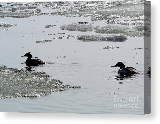 Bird Water Sea Spring Ice Nature Wildlife Canvas Print featuring the pyrography Spring arrives by Jari Kilpelainen