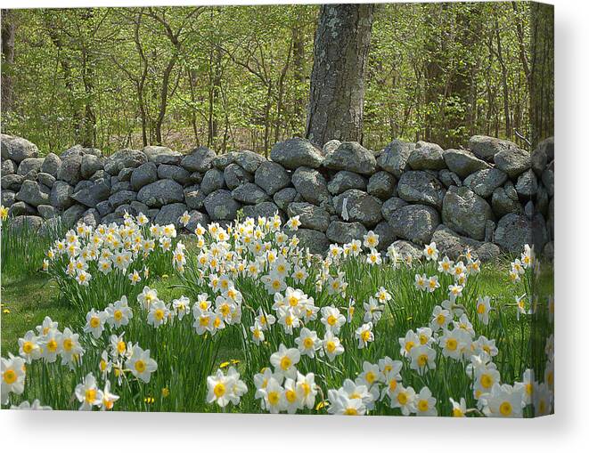 Spring Canvas Print featuring the photograph Spring in The Country by Judy Salcedo